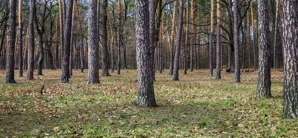 Daglandschap van dennenbomen in het lente-zomer bos, met een — Stockfoto