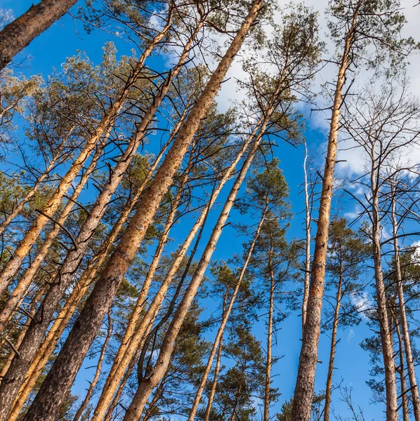 春夏の森の松の木の日景 — ストック写真