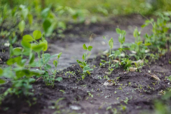 Unga plantor planterade i trädgården i jämna rader — Stockfoto