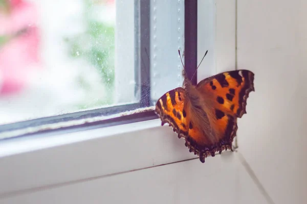 Oranžový motýlek sedí na okně — Stock fotografie