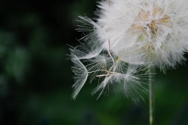 Een witte paardebloem scatters, close-up op een donkere achtergrond. Mac — Stockfoto