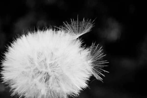 Un diente de león blanco se dispersa, de cerca sobre un fondo oscuro. Mac. — Foto de Stock