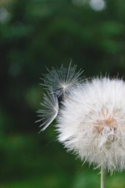 Un diente de león blanco se dispersa, de cerca sobre un fondo oscuro. Mac. — Foto de Stock