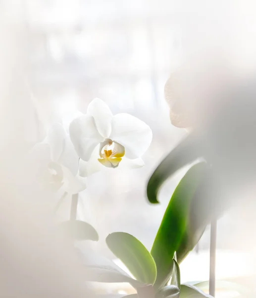 Biały kwiat orchidei na jasnym tle w twórczej rozmyciu — Zdjęcie stockowe