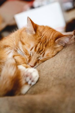 Güzel kırmızı kedi uyuyor, yakın çekim. Kavram. sağlıklı dinlendirici s