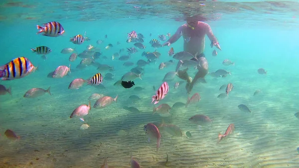 Man voedt vis onderwater in een masker voor het duiken in de rode zee — Stockfoto