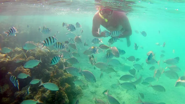 Homme nourrit les poissons sous-marins dans un masque pour la plongée dans la mer Rouge — Photo