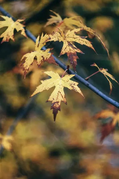 Herbst gelb-orange Ahornblätter, verschwimmen. Nahaufnahme. Retro-Stil — Stockfoto