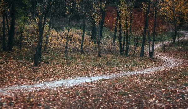 Pěšina na šířku v podzimním žlutém lese. Retro styl — Stock fotografie