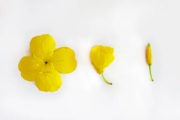 Composición de flores y brotes amarillos sobre un respaldo aislado blanco — Foto de Stock