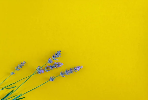 Ramo de flores de lavanda fresca sobre un fondo amarillo brillante , — Foto de Stock
