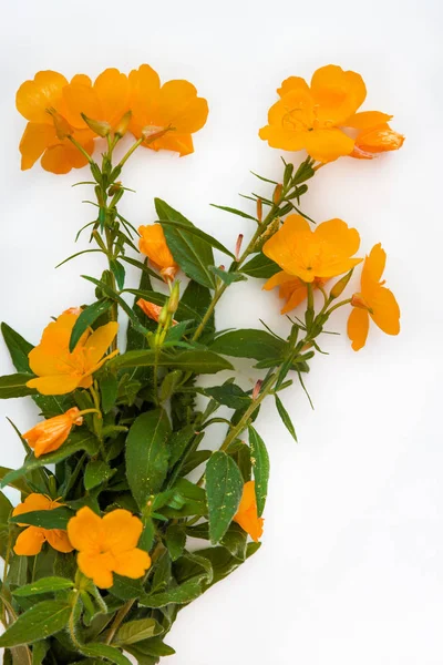 Orange-red flowers isolated on white background. Flat lay. Top v