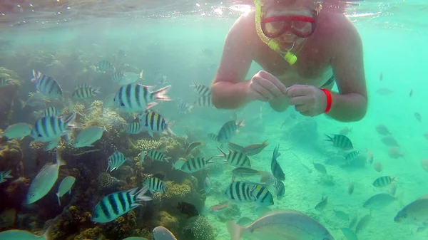 Man voedt vis onderwater in een masker voor het duiken in de rode zee — Stockfoto