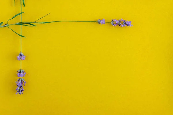 Marco redondo o cuadrado de un ramo de flores de lavanda fresca sobre un fondo amarillo brillante, vista superior. Copiar espacio. Puesta plana — Foto de Stock