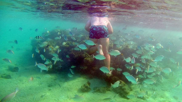 Homme nourrit les poissons sous-marins dans un masque pour la plongée dans la mer Rouge — Photo