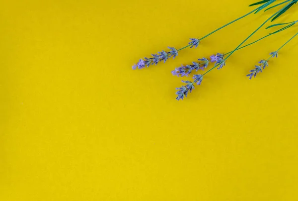 Ramo de flores de lavanda fresca sobre un fondo amarillo brillante, vista superior. Copiar espacio. Puesta plana — Foto de Stock