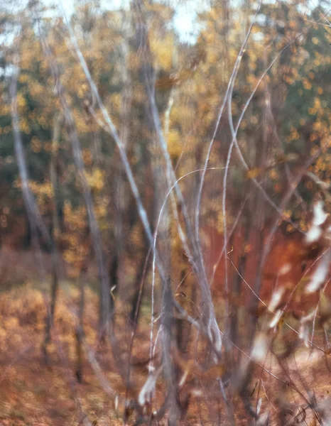 Autumn yellow-orange-red leaves and branches against the sky, blur. Close-up. Retro style — Stock Photo, Image