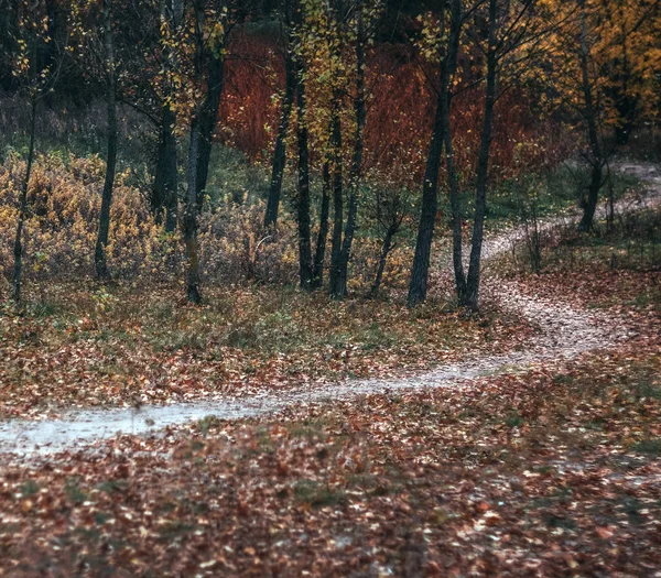 Szlak krajobrazowy w jesiennym żółtym lesie. Styl retro — Zdjęcie stockowe