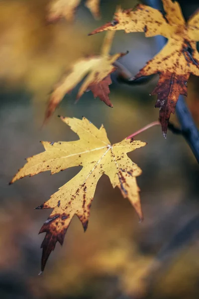 Herfst geel-oranje esdoorn bladeren, vervagen. Close-up. Retro stijl — Stockfoto