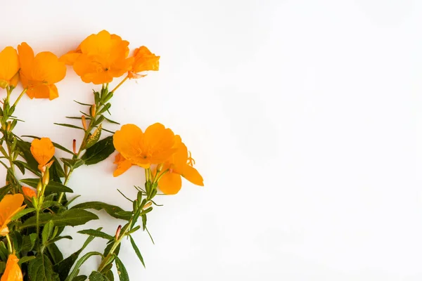 Orange-red flowers isolated on white background. Flat lay. Top view. Copy space.
