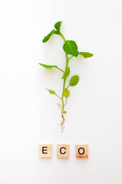 Bir kök ile genç bir bitki beyaz bir arka planda izole edilir ve kelime ahşap harfler Eko, doğal, yeni bir hayat vardır. Düz yatıyordu. Üst görünüm. Boşluk Kopyala. Konsept, yeni bir yaşamın başlangıcı, Natu