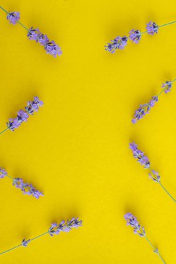parlak sarı arka planda taze lavanta çiçekleri buket, üst görünüm. Boşluk Kopyala. Düz yatma