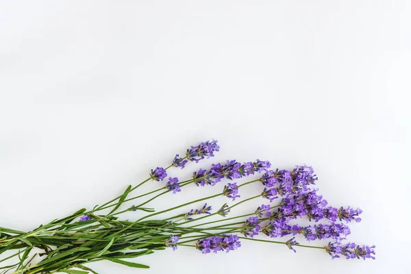 Boeket van verse lavendel bloemen op witte achtergrond, Top View, geïsoleerd. Kopieer ruimte. Platte lay — Stockfoto