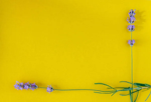 Marco redondo o cuadrado de un ramo de flores de lavanda fresca sobre un fondo amarillo brillante, vista superior. Copiar espacio. Puesta plana — Foto de Stock