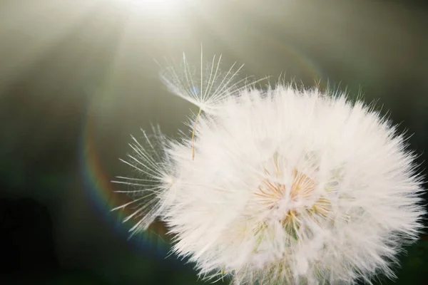 Un diente de león blanco se dispersa, de cerca sobre un fondo oscuro a la luz del sol. Macro . — Foto de Stock