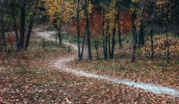 Pěšina na šířku v podzimním žlutém lese. Retro styl — Stock fotografie