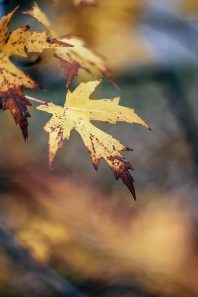 Herfst geel-oranje esdoorn bladeren, vervagen. Close-up. Retro stijl — Stockfoto