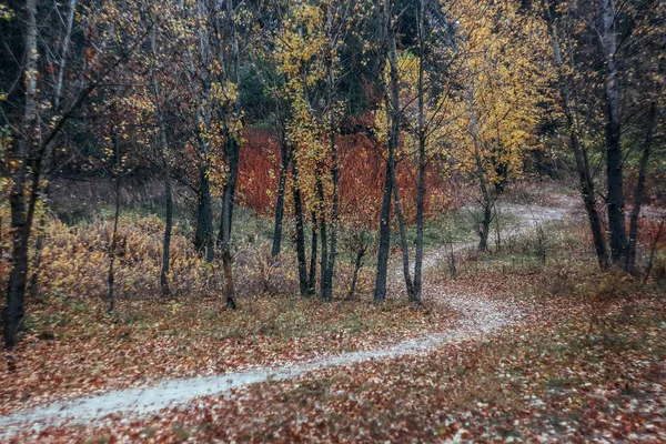 Pěšina na šířku v podzimním žlutém lese. Retro styl — Stock fotografie