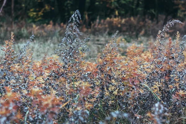 Herfst geel-oranje-rode bladeren en takken tegen de hemel, vervagen. Close-up. Retro stijl — Stockfoto