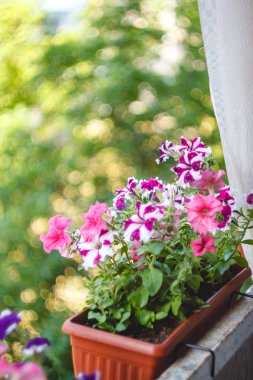 petunya çiçekleri kırmızı, pembe mor, güneş ışığında balkonda bir çiçek saksı beyaz çiçekler.