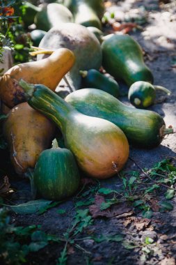 farklı şekillerde yeşil ve turuncu kabaklar, şişe bahçede bir yığın yalan. Karanlık bir tonda. Şükran kavramı.