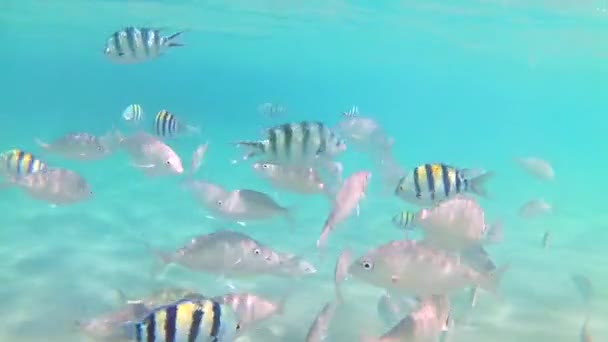 Eine Vielzahl Gestreifter Fische Aus Dem Roten Meer Schwimmen Einem — Stockvideo