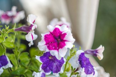 petunya çiçekleri kırmızı, pembe mor, güneş ışığında balkonda bir çiçek saksı beyaz çiçekler.