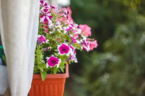 Pétunia fleurs rouge, rose violet, fleurs blanches dans un pot de fleurs sur le balcon à la lumière du soleil . — Photo