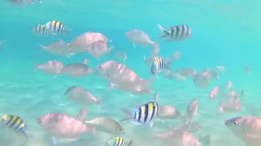 Kızıldeniz'in çeşitli çizgili balıkları güneşli bir günde mavi berrak deniz suyunda yüzer. Yavaş çekim Standart hareket. Timelapse