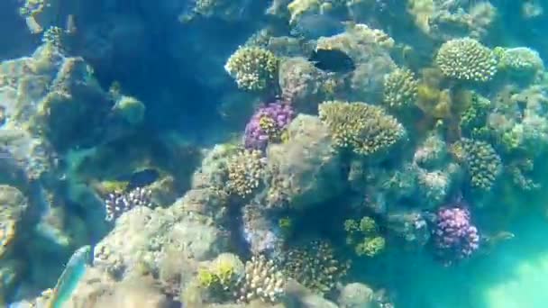 紅海の様々な魚は 晴れた日に明るいサンゴ礁の上に青い透明な海水で泳ぎます 太陽の光と反射 スローモーション標準移動 — ストック動画
