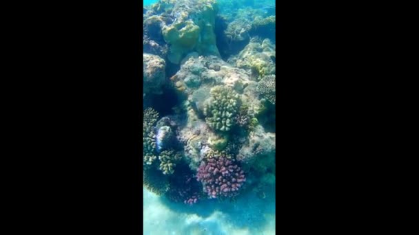 Een Verscheidenheid Aan Vissen Van Rode Zee Zwemmen Blauwe Transparante — Stockvideo