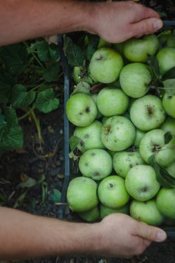 Erkekler ellerini bir kutu yeşil simirenka elma ile tutun. Pick ve elma al. Kavramı, elma hasat sonbahar.