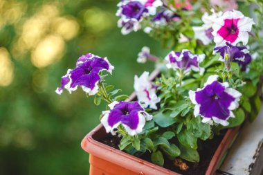 petunya çiçekleri kırmızı, pembe mor, güneş ışığında balkonda bir çiçek saksı beyaz çiçekler.