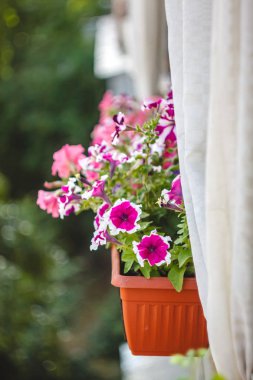 petunya çiçekleri kırmızı, pembe mor, güneş ışığında balkonda bir çiçek saksı beyaz çiçekler.