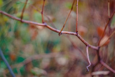 Sonbahar sarı-turuncu-kırmızı yaprakları ve gökyüzü karşı dalları, bulanıklık. Close. Retro tarzı