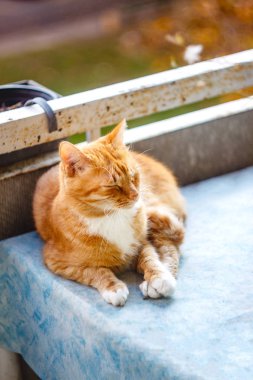 Güzel kırmızı kedi uyuyor, yakın çekim. Kavram. sağlıklı dinlendirici uyku ve yaşam