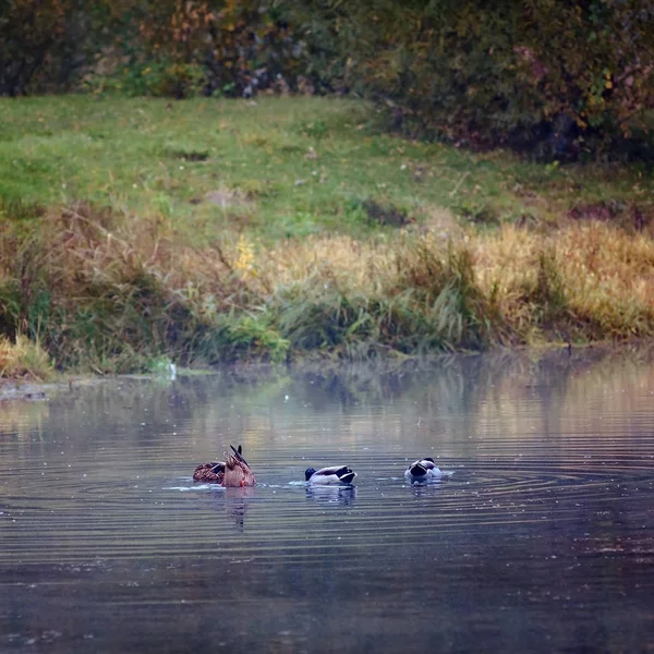 Landschaftsenten schwimmen auf herbstlich gelb-orange-rotem Waldsee — Stockfoto