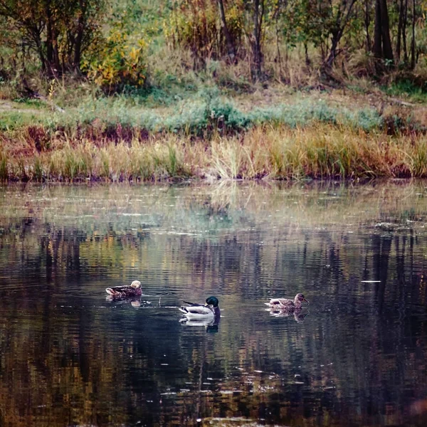 Paisaje patos nadan en otoño amarillo-naranja-rojo bosque lago —  Fotos de Stock