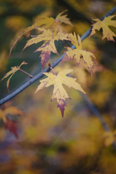 秋天黄橙红的叶子和树枝对天空,模糊。特写。复古风格 — 图库照片