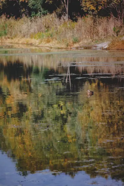 Paisaje patos nadan en otoño amarillo-naranja-rojo bosque lago —  Fotos de Stock